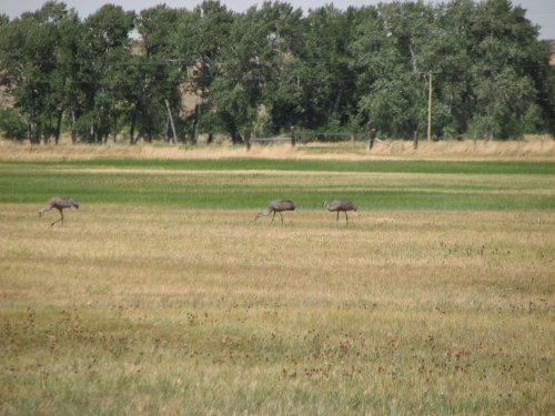Sandhill Cranes near Paisley